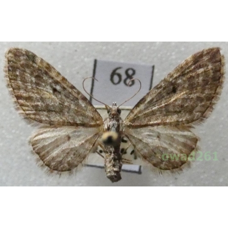 Eupithecia lariciata (Freyer, 1841) Czech68